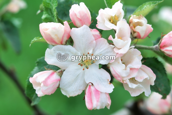Pommier (Malus sp.) - fleurs épanouies - gryphea.com